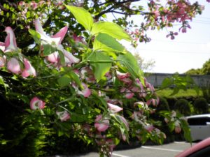 ハナミズキの花