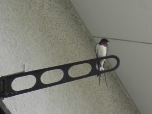 つばめの写真